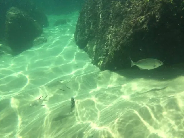 Ilha das Couves - foto 10
